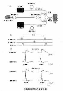 经典条件反射